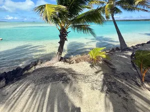Palms leaning out over the lagoon