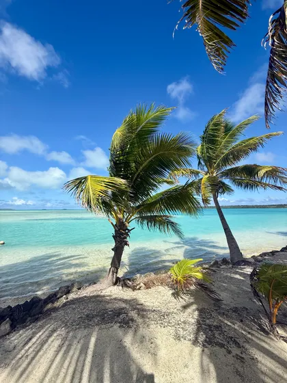 Palms leaning out over the lagoon