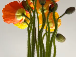 Poppies