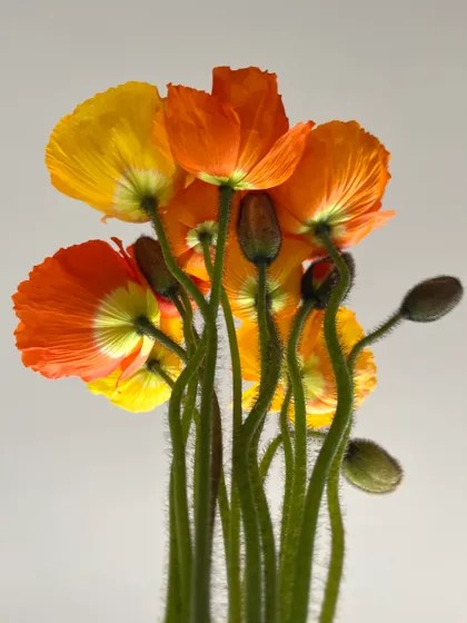 Poppies