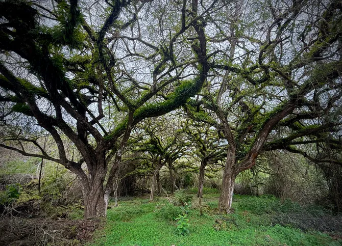 Photograph from Floreana: A Murder Mystery in the Galápagos