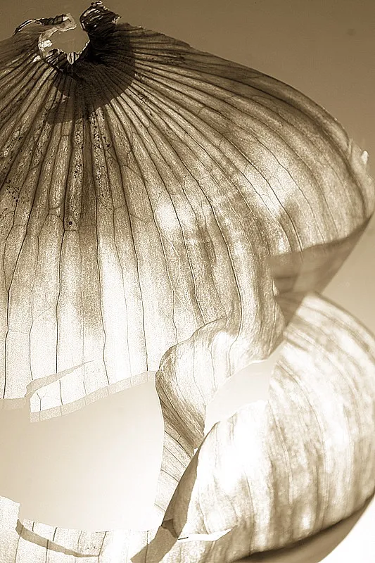 Onion Skin