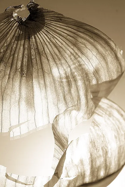Onion Skin