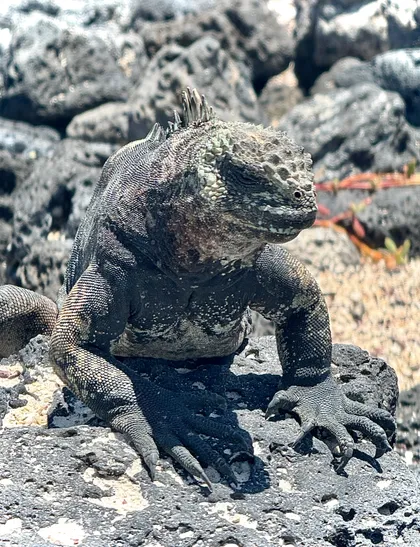 Sea Iguana