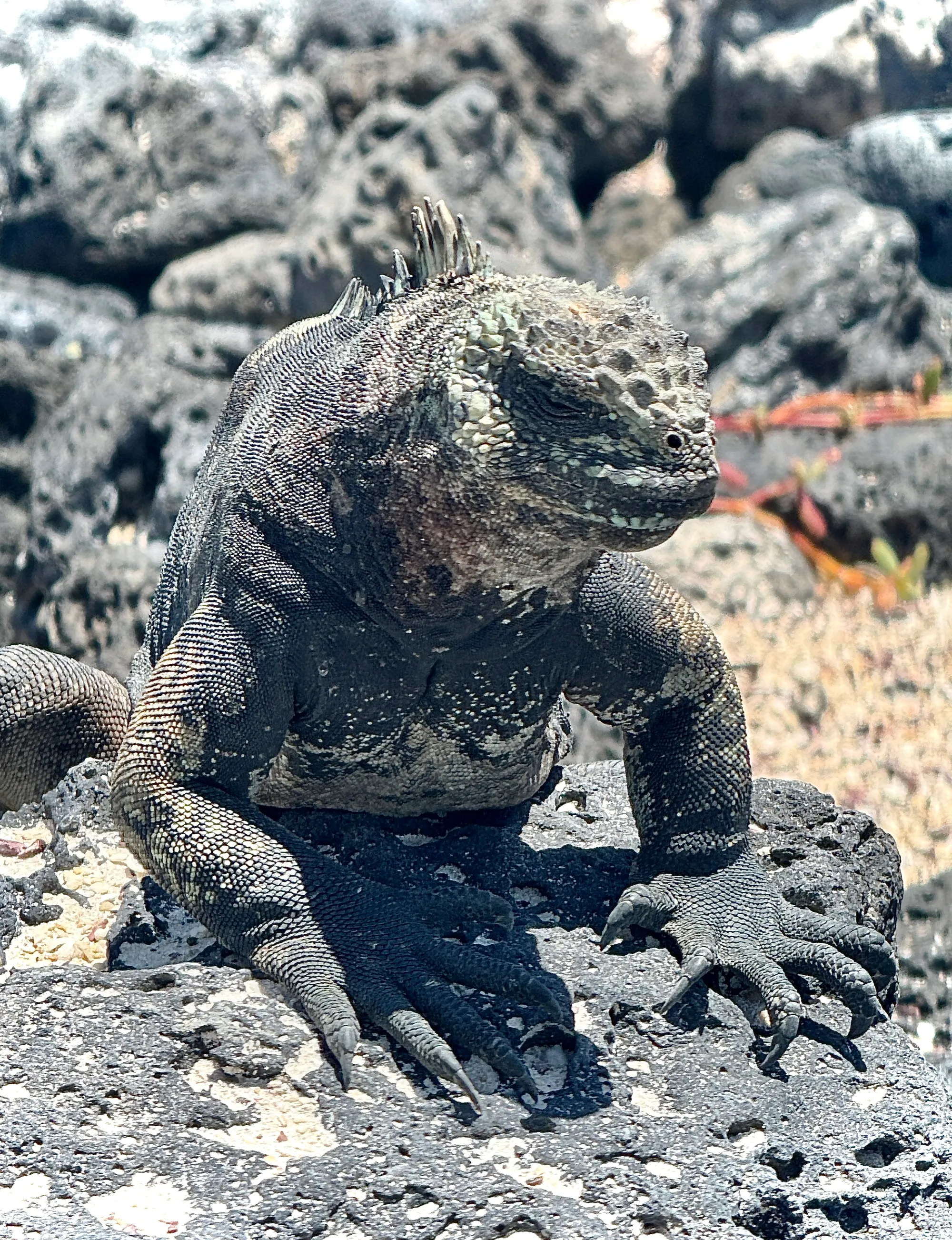 Sea Iguana