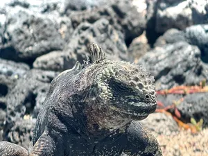 Sea Iguana