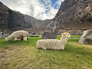 Alpacas grazing below the ruins
