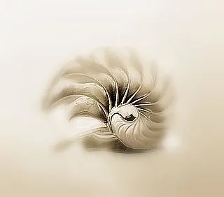 Nautilus