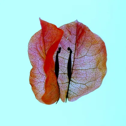 Hibiscus talking