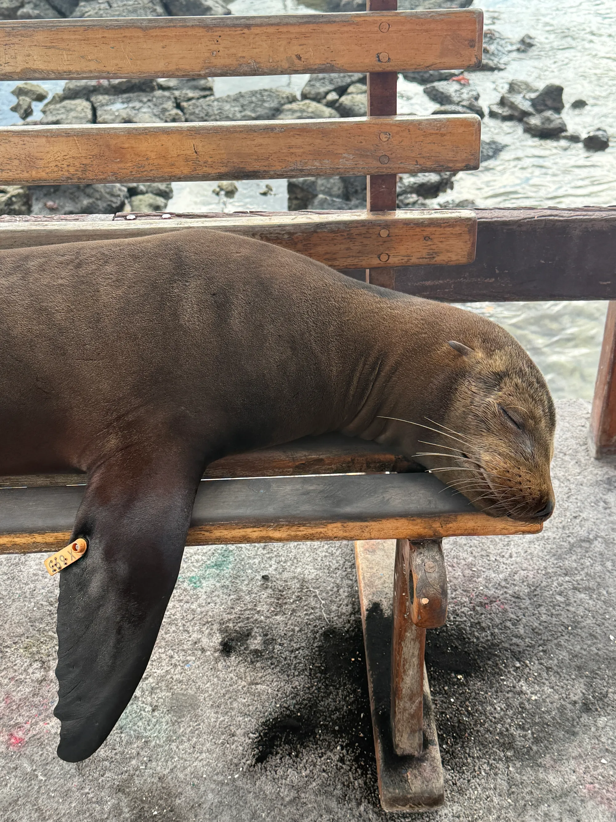 Sleeping Sea Lion