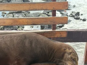 Sleeping Sea Lion