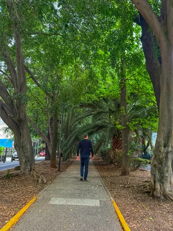Photograph from Roma Norte and Condesa: Snapshots from a Leafy CDMX