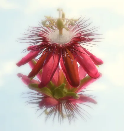 Passion Fruit Flower