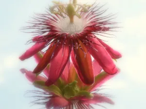 Passion Fruit Flower