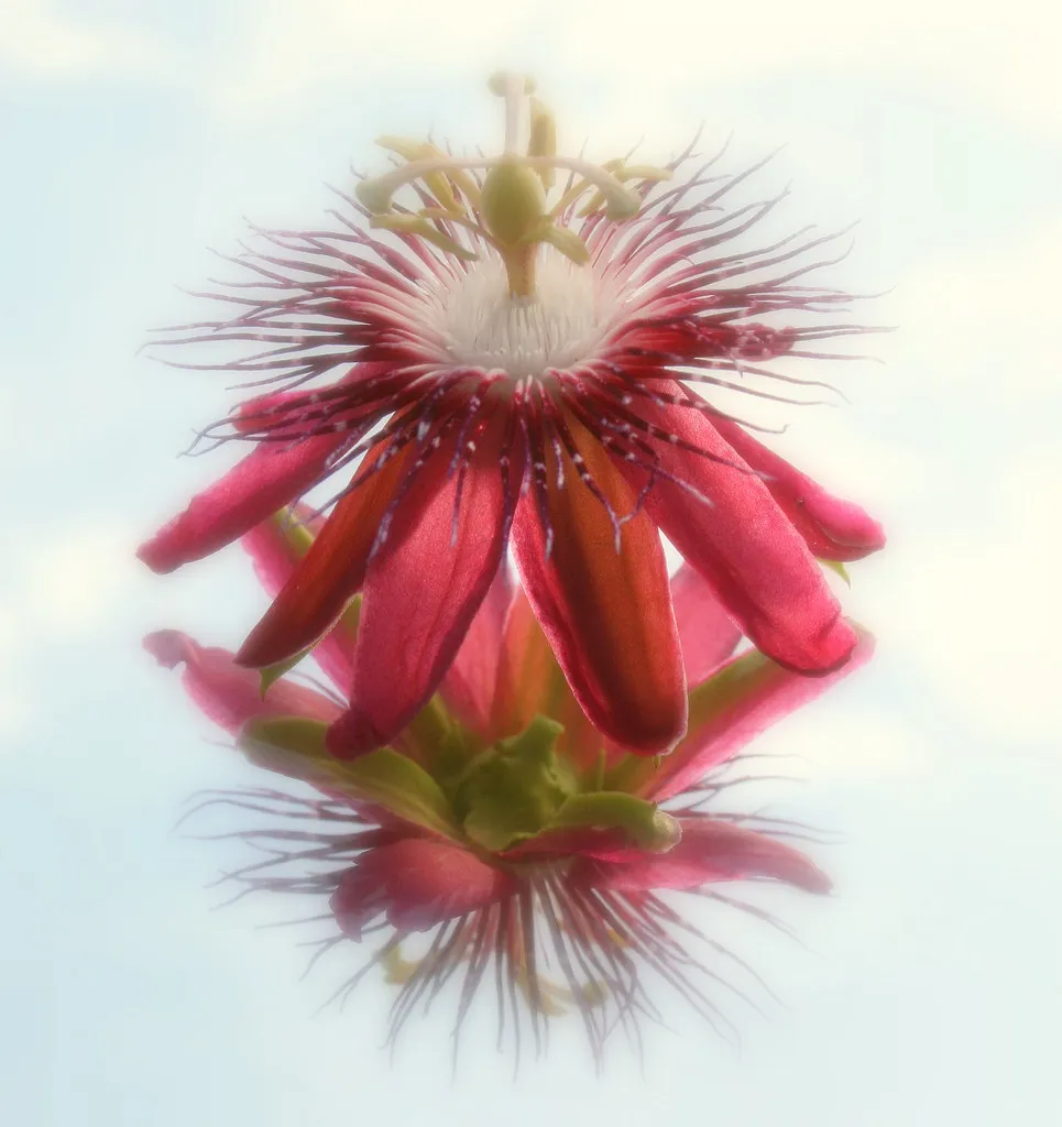 Passion Fruit Flower