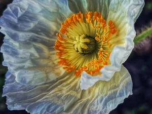 Poppy