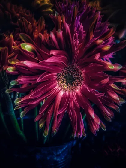 Dark Dalia