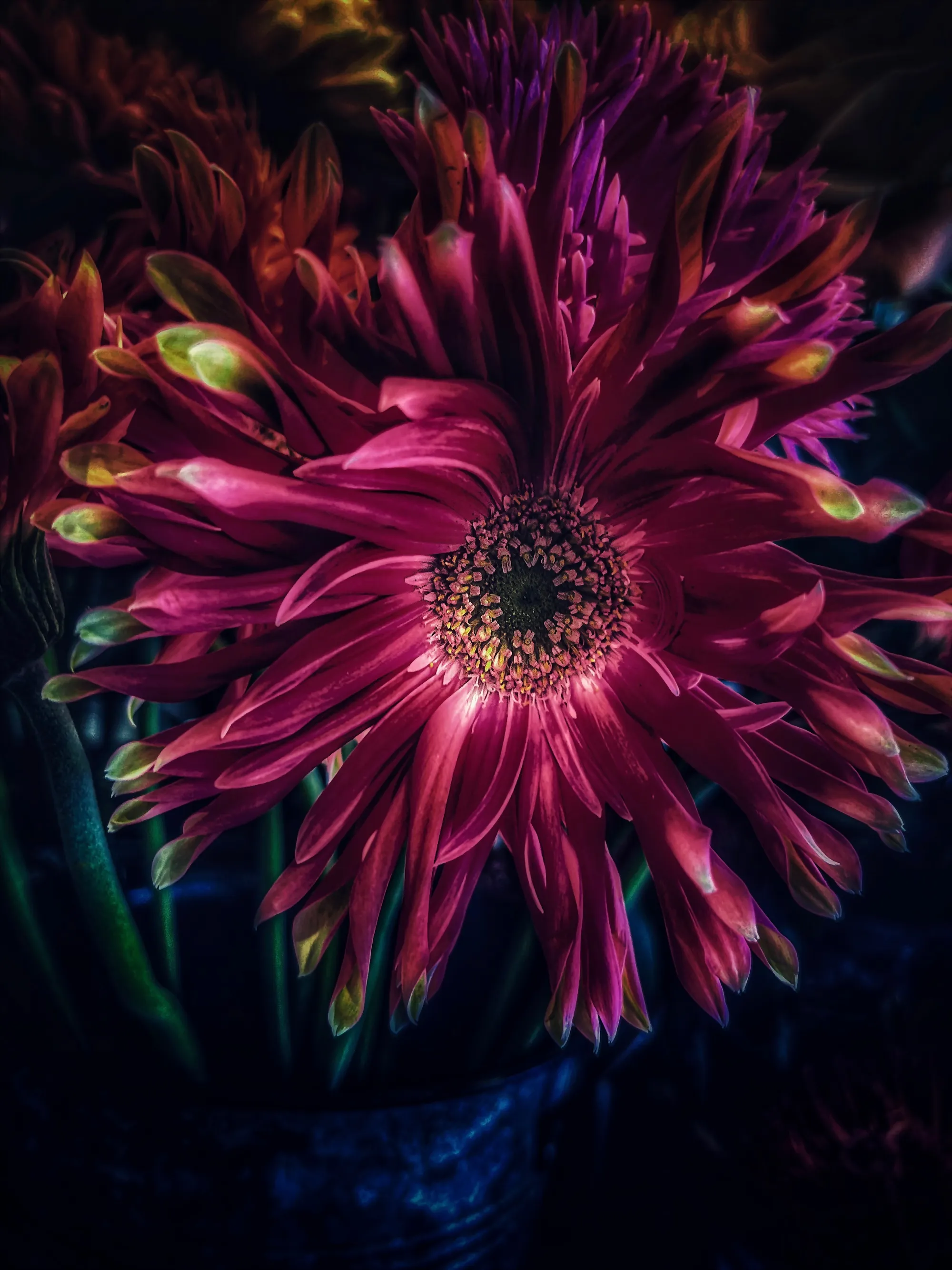 Dark Dalia