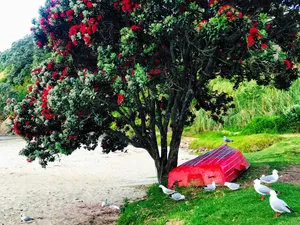Pōhutukawa & seagulls