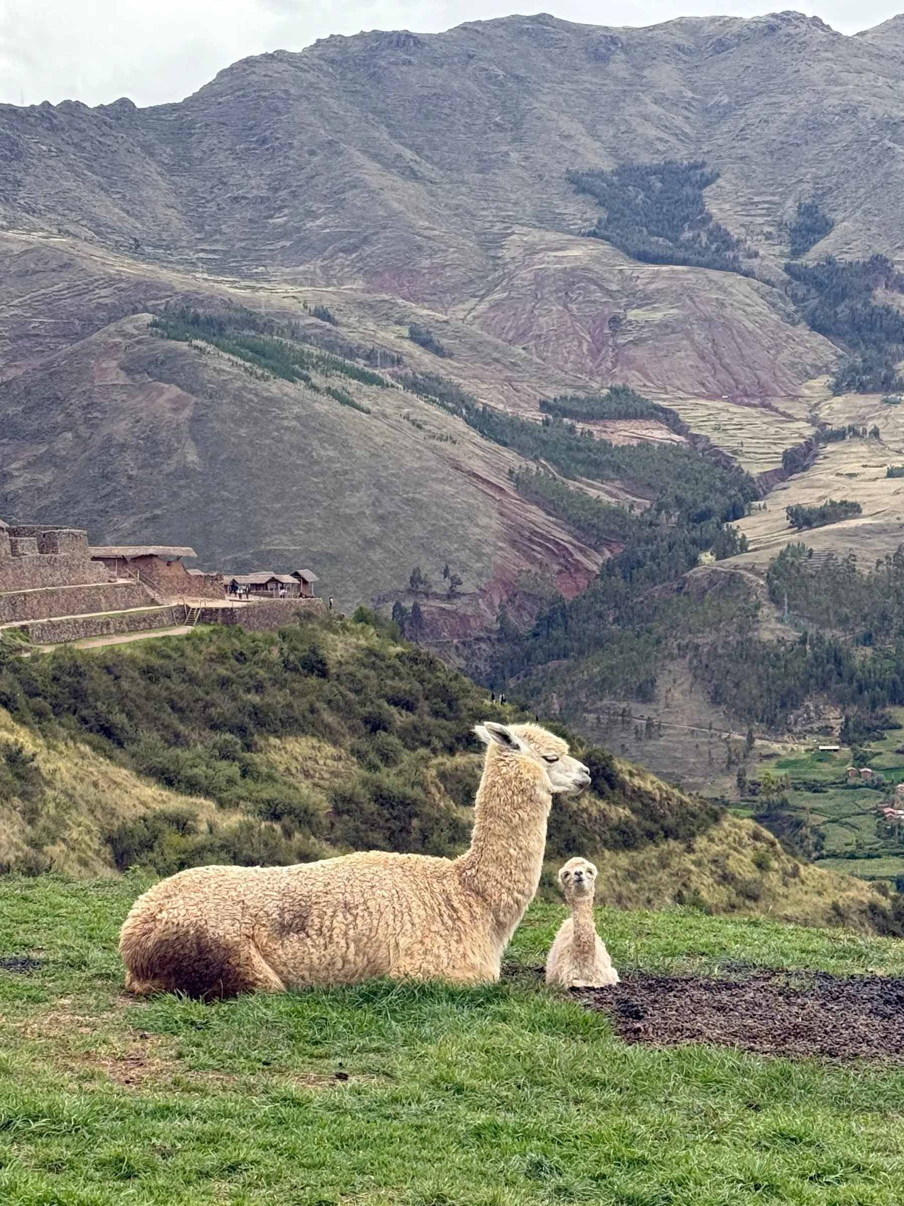 An alpaca and her cria above the valley