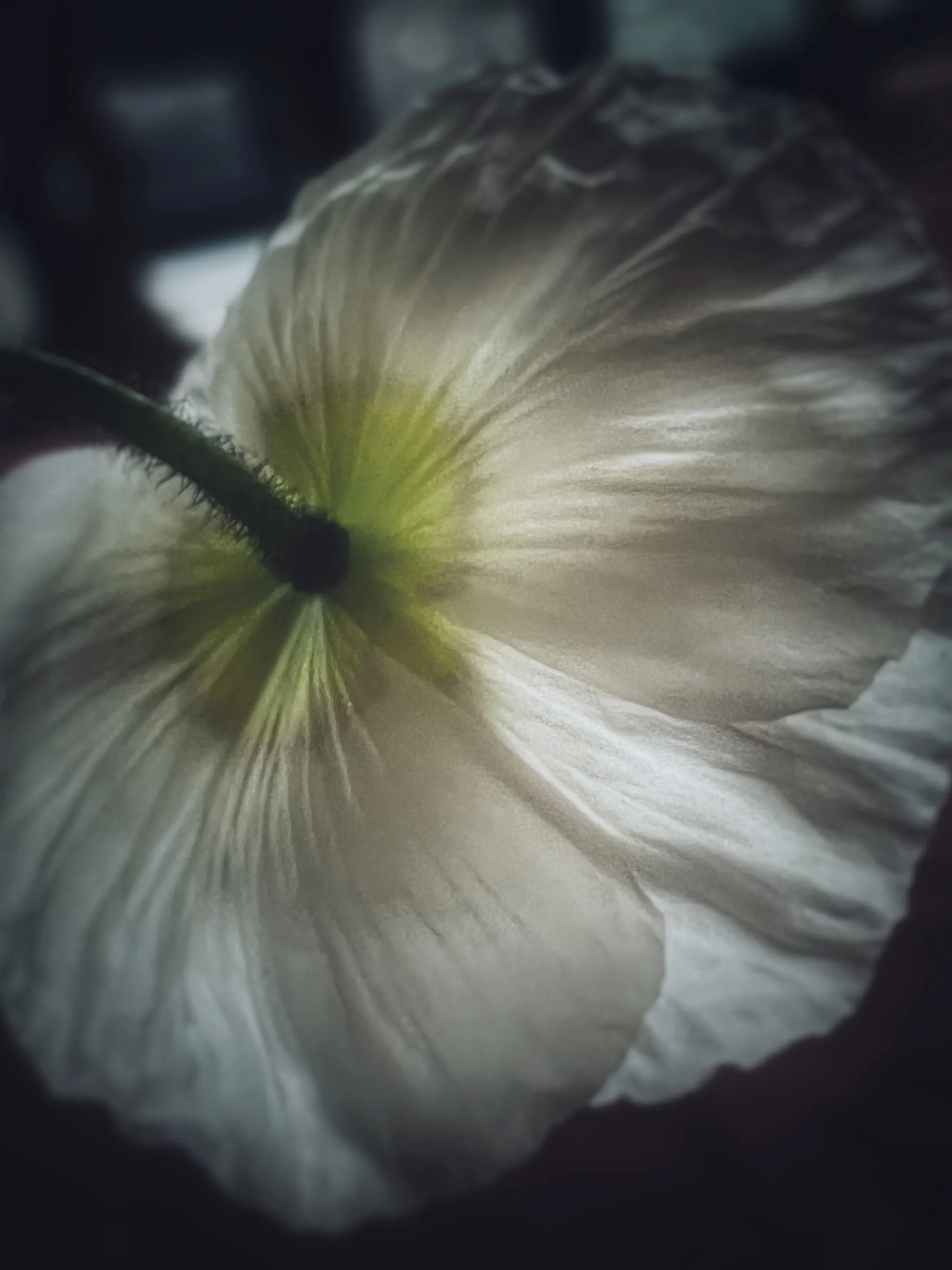 White Poppy