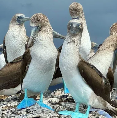 Blue Footed Boobies