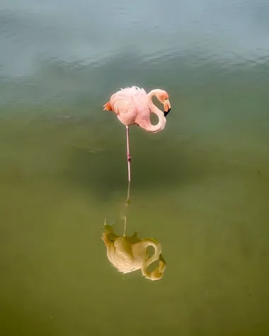 Flamingo
