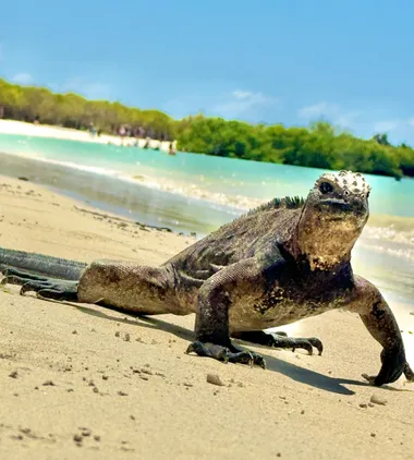 Marine Iguana