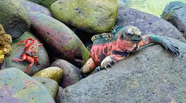 Iguana and crab
