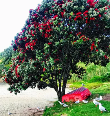 Pōhutukawa & seagulls