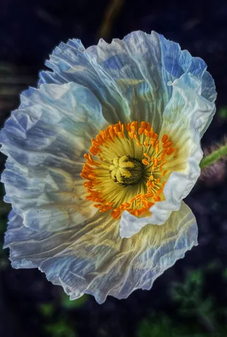 Poppy