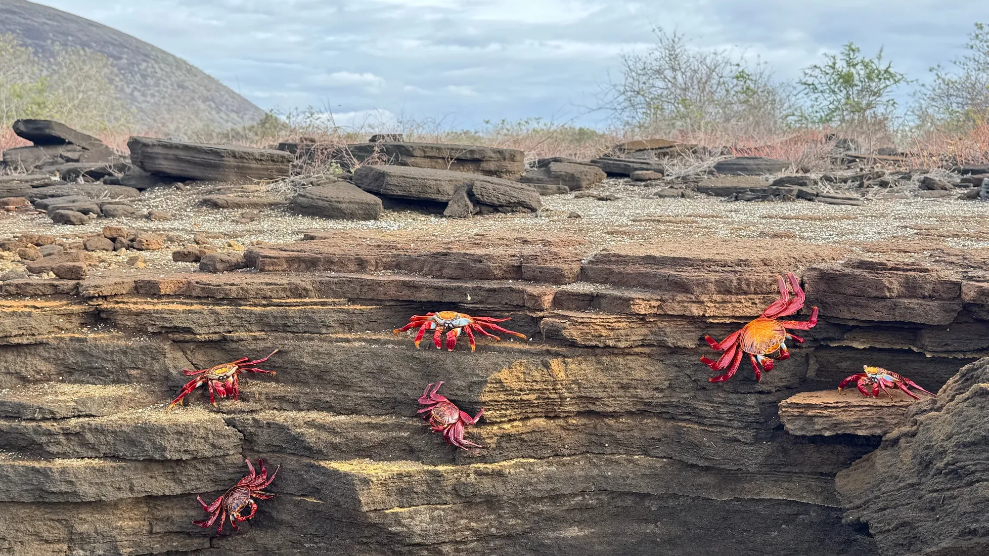 Red Crabs