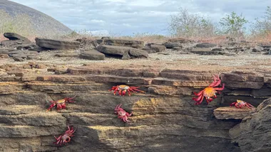 Red Crabs