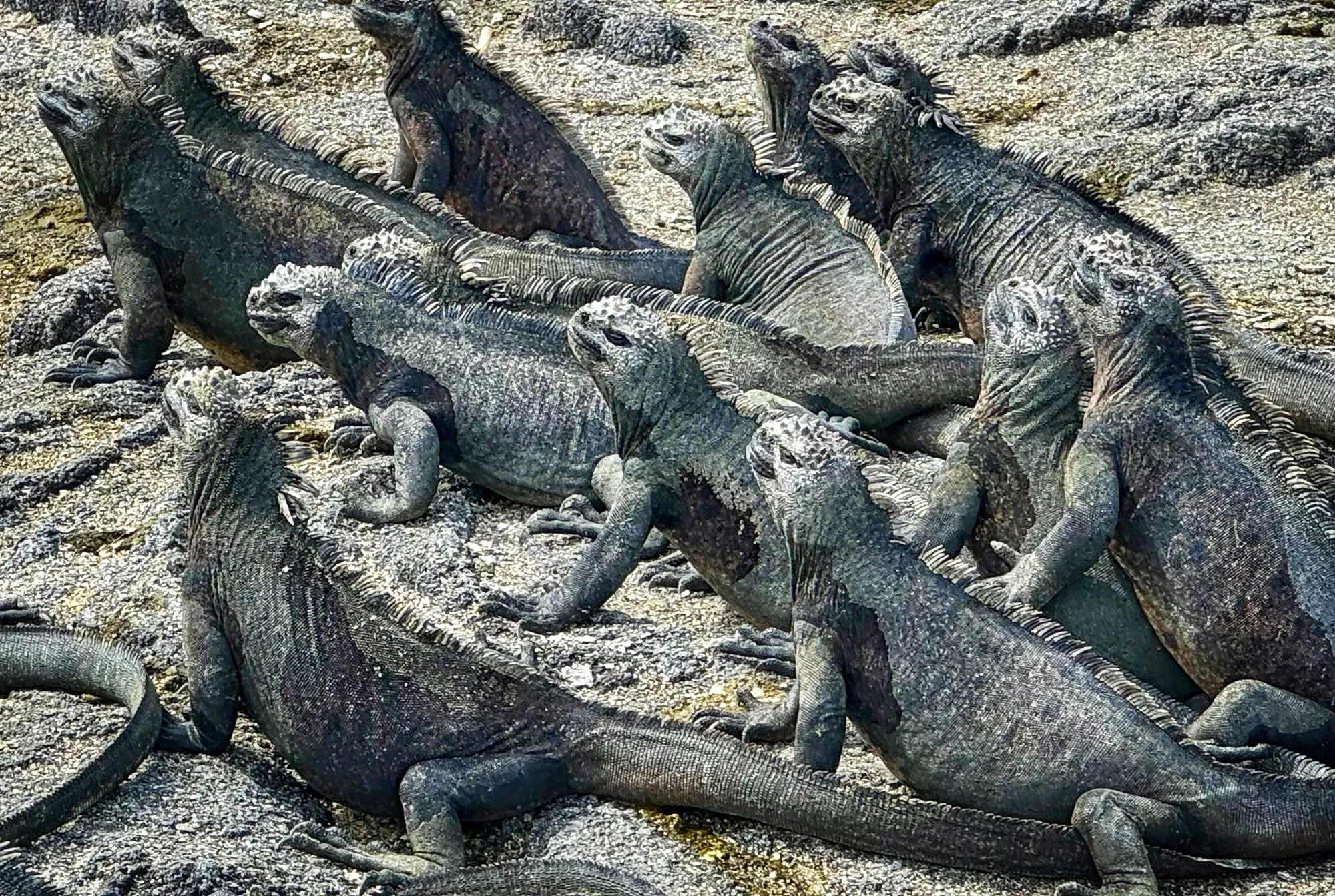 Sea Iguanas