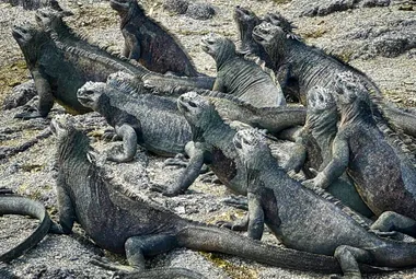 Sea Iguanas