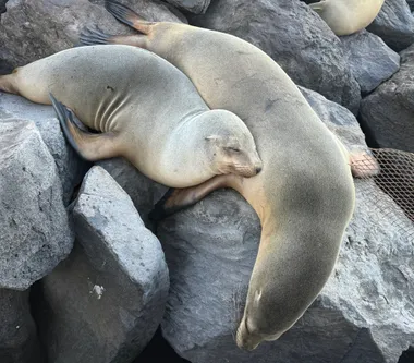Sea Lion
