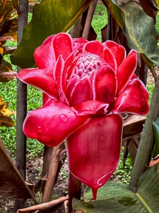 La Fortuna: Torch Ginger