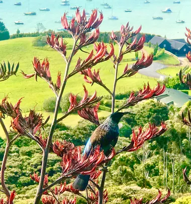 Tūī in Flowering Harakeke