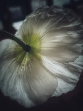 White Poppy