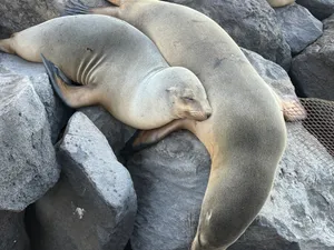 Sea Lion