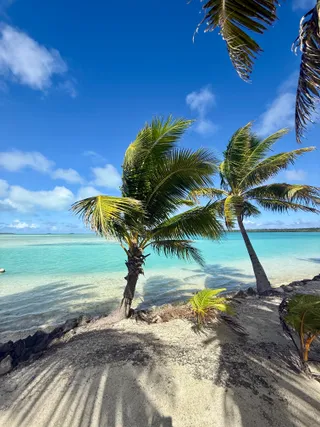 Palms leaning out over the lagoon