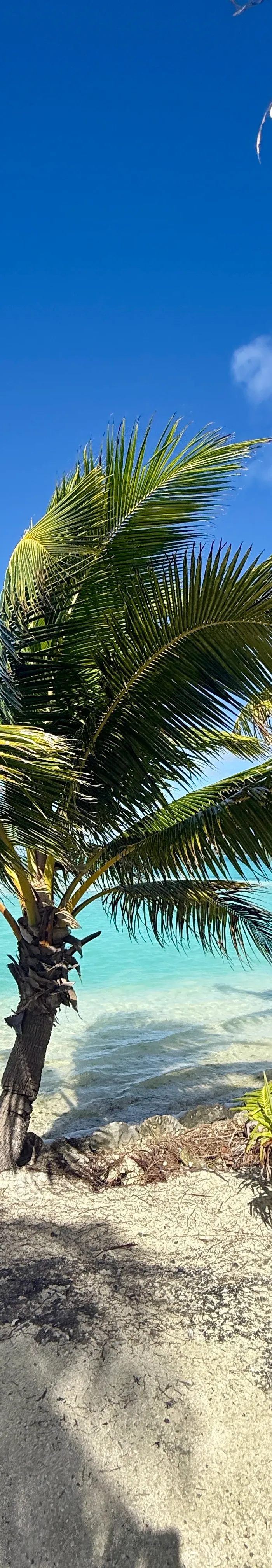 Palms leaning out over the lagoon