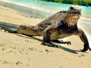 Marine Iguana