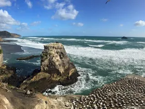 Muriwai Gannet Colony