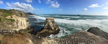 Muriwai Gannet Colony