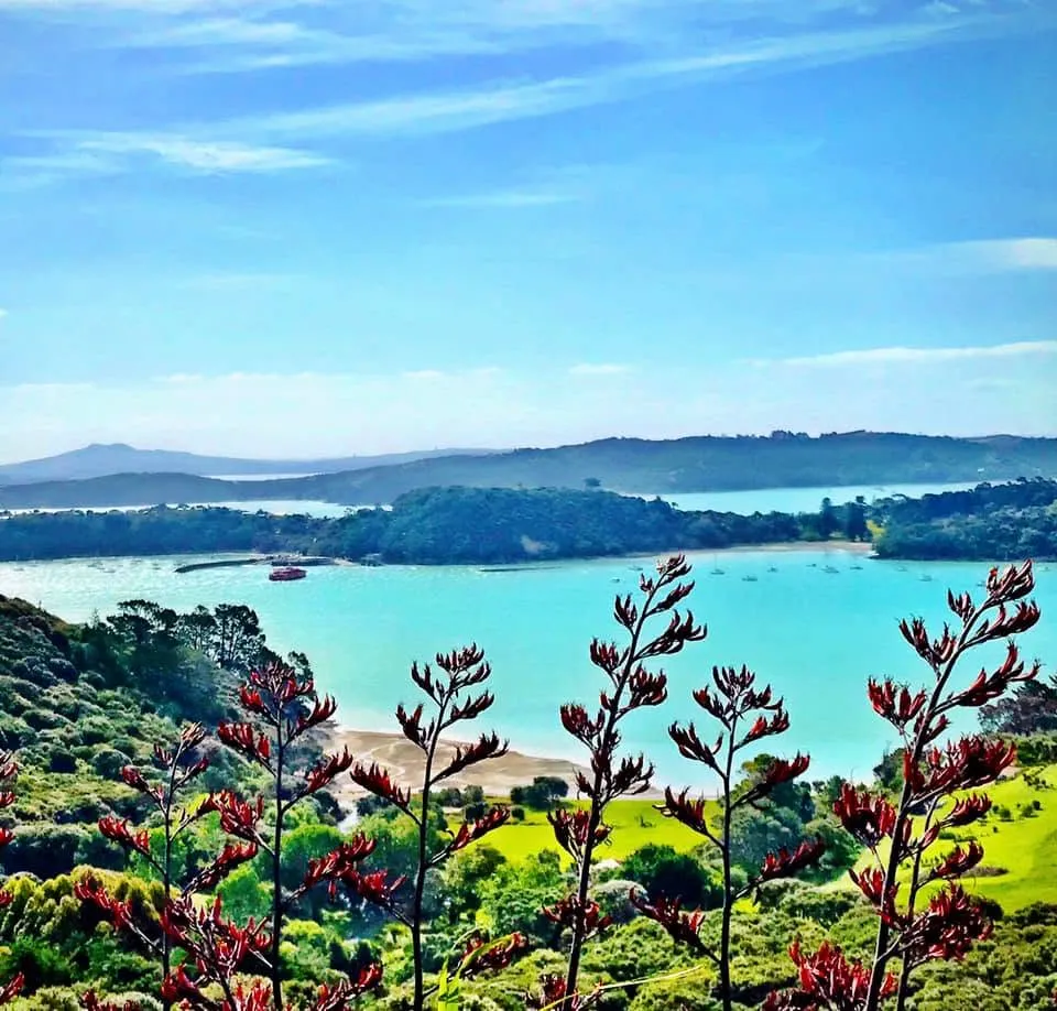 Harakeke, Waiheke Island