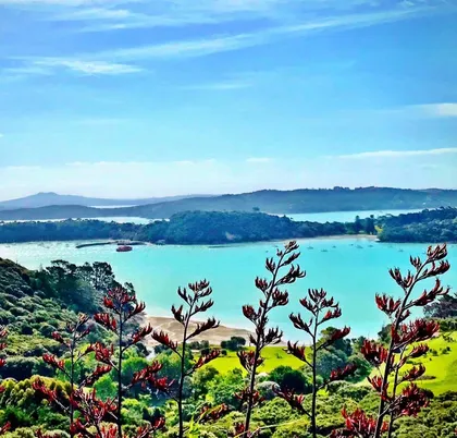 Harakeke, Waiheke Island