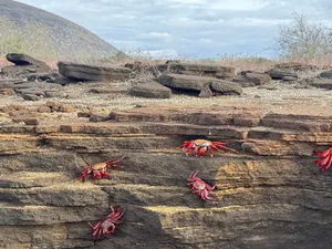 Red Crabs