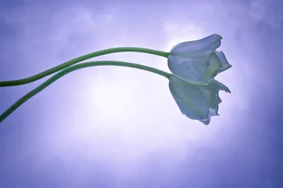 Blue Tulip