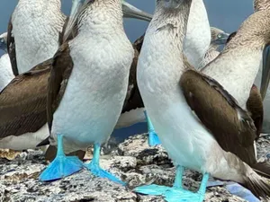 Blue Footed Boobies